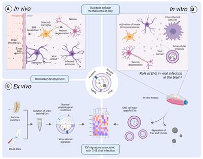 Exploring the role of brain-derived extracellular vesicles in viral infections: from pathological insights to biomarker potential